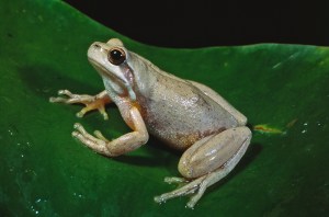 Litoria ewingii © G.Heard, UMelb