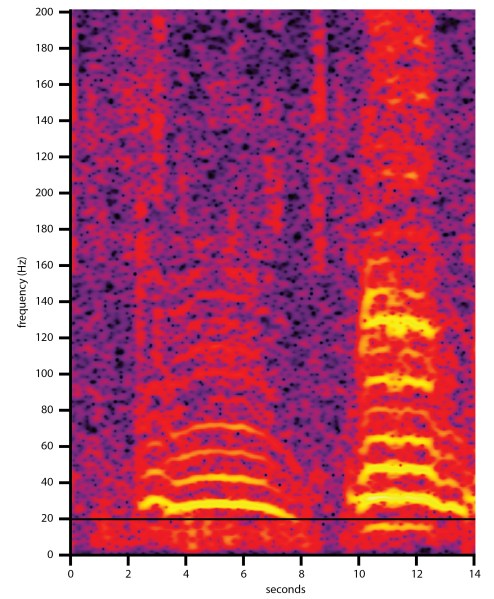 Listen Up! Using Passive Acoustic Monitoring to Help Forest Elephant ...