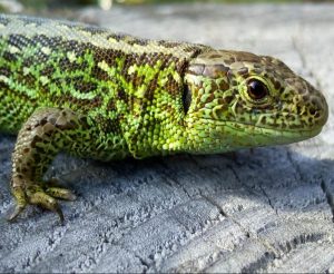 The sand lizard (Lacerta agilis).