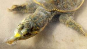 The Florida softshell turtle, Apalone ferox.