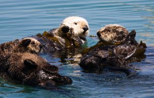 Sea otters in Morro Bay, CA. ©Mike Baird