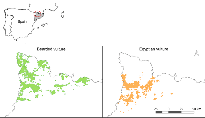 Habitat areas of the bearded vulture and the Egyptian vulture in the study area. Both species are concentrated in the red circle.