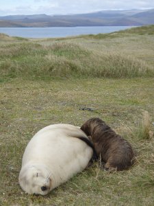 New Zealand sea lion mother and pup. © Amélie Augé