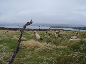 New Zealand sea lion females and pups move inland during breeding season. © Amélie Augé