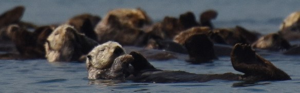 Sea otters resting in Glacier Bay National Park. © Jamie Womble, NPS. USFWS Permit #14762C-0, NPS Permit #GLBA-2016- SCI-0022.