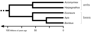 Phylogeny of insects inferred from genetic sequences showing the time of divergence between ants and bees.