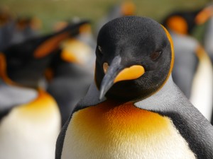 King Penguins and other animals feed on mesopelagic fish. © Camille Le Guen (PERG)