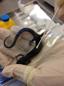 A salamander having its skin swabbed to test for Bsal infection.