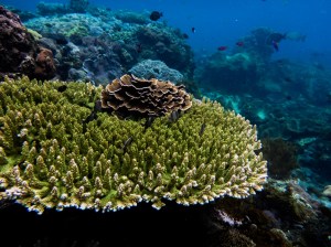 The growth form of corals is highly variable. ©Jessica Reichert