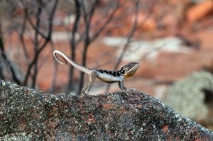 Ctenophorus fionni (Peninsula Dragon), male push up display - Copyright Jose Ramos, La Trobe University