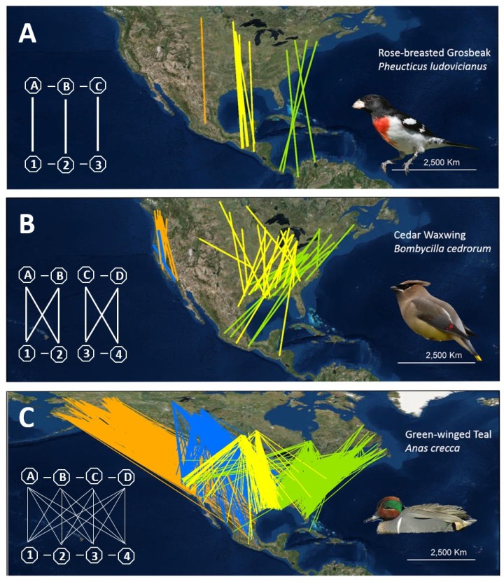 Examples of migratory connectivity from the North American Bird Banding Laboratory ringing and re-encounter data, including (A) strong connectivity, (B) intermediate connectivity, and (C) weak connectivity. © Amy Scarpignato