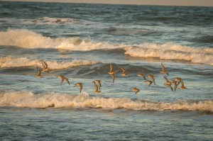 Red Knot migratory connectivity is studied with tracking technologies and color band resighting. © Tim Romano