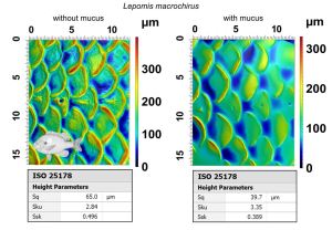 With gel-based profilometry, you can tune the gel properties to match even very soft surfaces, such as the epidermis and mucus that covers the scales of live fish. Above, we show a bluegill (Lepomis macrochirus) that was imaged with and without mucus. Without mucus, many surface details of scales are obvious, such as the concentric growth lines of each scale, the lateral line, and clear margins made of spiny ctenii. When mucus is present, the surface details are obscured. Below each image we provide tables of common surface parameters including root-mean-square roughness (Sq - http://bit.ly/2Amhpeb), kurtosis (Sku - http://bit.ly/2zUY8ne), and skew (Ssk - http://bit.ly/2zUY8ne). Roughness is much lower on the surface with mucus, demonstrating its smoothing effect. This smoothing effect and the material properties of mucus will likely affect the swimming performance of this fish, and these results show how useful this technique can be for exploring surfaces of live animals. Images: Dylan Wainwright and the Freshwater and Marine Image Bank.