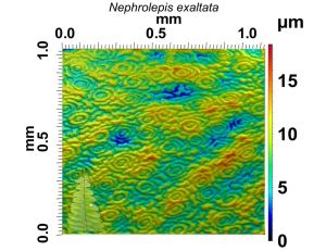 You can see the surface of a Boston fern (Nephrolepis exaltata) above. This image was taken at high magnification and then cropped to a 1 mm by 1 mm square. Stomata with guard cells are visible on the surface of the leaf as ring-shaped cells. Images: Dylan Wainwright and Marija Gajić (http://bit.ly/2AxryHp).