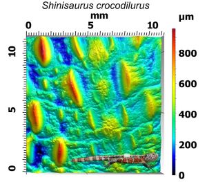 The above image shows a dorsal patch of skin from the Chinese crocodile lizard (Shinisaurus crocodilurus). This lizard is an endangered semiaquatic species with skin similar in appearance to a crocodiles (as its name suggests). Gel-based profilometry provides a non-destructive way of investigating the skin morphology of this species using museum specimens. Images: Dylan Wainwright and spacebirdy (CC-BY-SA-3.0). (http://bit.ly/2jCtvb4)