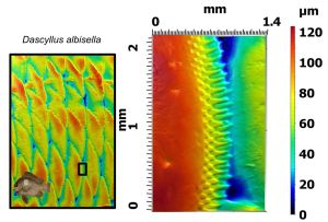 Each reconstructed surface is made up of over 18 million three-dimensional points (x, y, and z). This allows for a substantial amount of digital zoom with the ability to still recover surface features. Above is an enlarged view of the posterior margin of a scale from Dascyllus albisella from the same image as the previous two slides. The posterior margin of this scale is made of ctenii, which are small interlocking spines that are present on the scales of many species of fish. Those at the margin are the longest and newest, with older ctenii becoming shortened and serving as a scaffold to interlock with newer ones. Images: Dylan Wainwright and the Freshwater and Marine Image Bank.