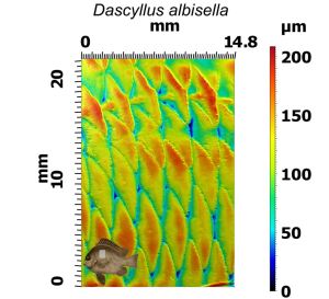In this picture you can see the surface topography of Dascyllus albisella, reconstructed from the six greyscale images in the previous image. This image captures the lateral line, visible at the top of the image as a row of scales connected by a canal. Heights on this surface are shown as colours: the warmer the colours (oranges and reds), the higher the heights. The height range of this surface is just over 200 microns – the highest parts of the surface are over 200 microns higher than the lowest . Images: Dylan Wainwright and the Freshwater and Marine Image Bank.