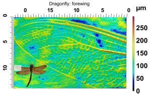 This is the forewing of a dragonfly. The wing venation pattern is obvious using this technique, and small spines are present on many of the veins, especially the distal veins towards the wing tip. We produced this image without any special preparation of the subject and without damaging these delicate wings. Images: Dylan Wainwright and Wellcome Library, London (http://bit.ly/2AkcT1J).