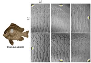 The six greyscale photographs in this image are of the scales from the Hawaiian dascyllus (Dascyllus albisella). Each image has a different lighting angle and all six will be used to reconstruct the surface topography on this patch of scales. Imaging a surface is as fast as positioning the specimen and taking six photographs. No specimen preparation is required – this method can be done on clear, shiny, wet, and slimy surfaces! Images: Dylan Wainwright and the Freshwater and Marine Image Bank.