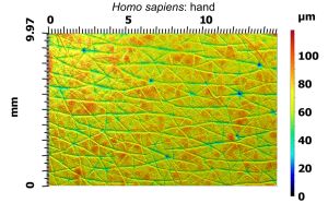 Gel-based profilometry is non-invasive and only needs pressure to be applied to the surface of interest to get the image. Above is the surface topography of the back of a human hand. The pores are evident as small blue regions with low elevation. Long flexible structures like hairs will be pressed flat by the sampling gel, as seen in the hairs above. Image: Dylan Wainwright.