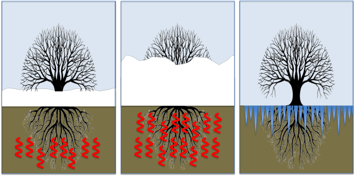 Snow insulates soils from cold air (left). Deeper snow leads to warmer soil (centre). Less snow exposes soils to winter air (right).