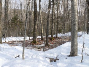 Experimental snow removal plot. © Annie Socci 2012