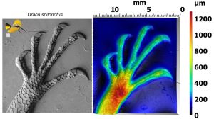 Above we have both a greyscale image and a height map from the hand of a Sulawesi lined gliding lizard (Draco splinotus). For two or one-dimensional measurements, greyscale images can be valuable because of their high contrast. Gel-based profilometry produces grayscale images at a range of sizes, comparable to low to medium magnification scanning electron microscopy. Images: Dylan Wainwright and A.S.Kono (http://bit.ly/2BCFY6W).