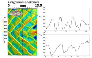 The three-dimensional topography data recovered by gel-based profilometry can help you make unique observations on the surface texture of biological surfaces, such as the armor-like ganoid scales of Polypterus endlicheri (see ‘Materials design principles of ancient fish armour’ by Bruet et al. for more information on poylpterus armor). Using software for surface analysis, height profile lines can be generated (shown above), along with a variety of roughness and surface measurements (not shown). This topographic data is crucial for understanding how biological surfaces interact with their environments. Images: Dylan Wainwright and George Albert Boulenger.