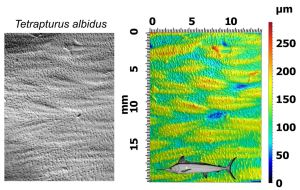 This image shows the skin texture of the white marlin. Although most fish only have one type of bony structure in their skin (scales), white marlin have two. The first are larger, teardrop shaped scales with forked ends that are embedded in the dermis – they’re visible as larger impressions above. The second bony structure present on white marline skin are smaller peaks that are attached to the skin surface and look like small grains in the images above. Understanding these structures is an important step to understanding the function of marlin skin and the reasons behind these modifications (for more information on these scales see ‘Comparative morphology of the scales of roundscale spearfish Tetrapturus georgii and white marlin Kajikia albida’ by Loose et al.). Images: Dylan Wainwright and public domain image.