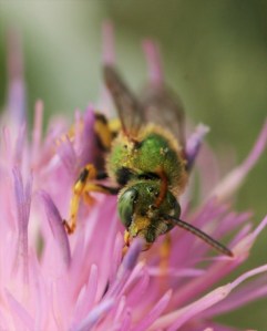 Interactions between plants and pollinators tend to be highly generalized.