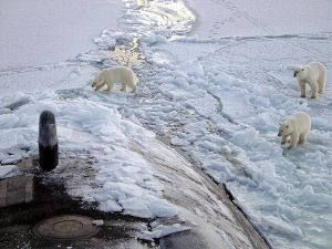 Methods for finding polar bears can be surprisingly similar to methods for finding submarines!