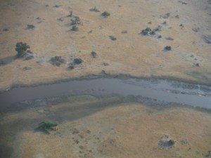 Spot the elephants in the Okavango delta, Botswana. Image taken from fixed wing aircraft. © Tracey Hollings