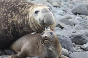 A female southern elephant seal equipped with a high resolution accelerometer and tracking system. © Christophe Guinet.