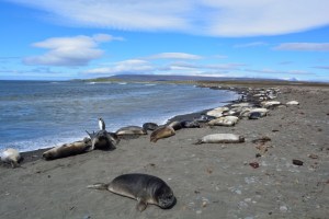 Fieldwork location at Kerguelen Islands. © Joris Laborie and Florian Orgeret.