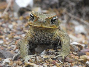 The introduction of the Cane toad to Australia shows the consequences of poor expert judgements.
