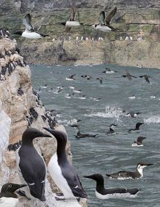 Common guillemots were one of the species used in this study. ©Richard Crossley