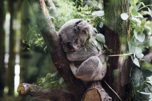 Expert judgement is used to predict current and future trends for Koala populations across Australia 