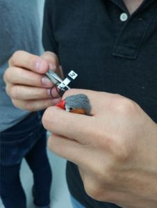 The backpack being fitted to a zebra finch 