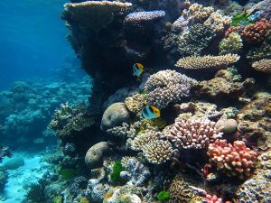 Like each coral, every single primary research study contributes to the larger picture. © Wise Hok Wai Lum