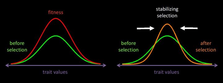 When individuals with average trait values have higher fitness than those with extreme trait values (left panel), the trait distribution of successful individuals is shifted towards the middle (right panel, orange curve), resulting inknown as stabilizing selection.