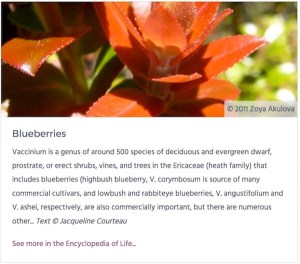 An information card, using taxonomic links to the Encyclopaedia of Life. 