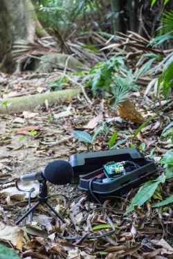 A Solo recorder in the field. ©Tom Bradfer-Lawrence