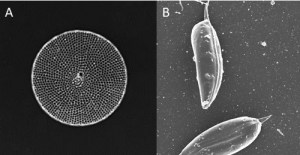 A fossilized species of the diatom Thalassiosira. B. A species of the dinoflagellate Prorocentrum. Image provided by A. Ndhlovu).