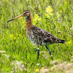 Black-tailed godwit with leg-mounted solar geolocator. ©Jan van de Kam