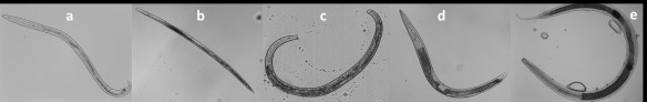 Some common nematode species found in most soils. a) Plectus sp; b) Aphelenchus sp; c) Helicotylenchus sp; d) Thonus sp; e) Mononchus sp; © Wageningen University, Laboratory of Nematology, NL; Hanny van Megen