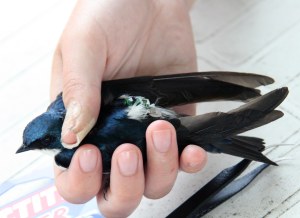 Tree swallow with a geolocator fitted as a backpack. ©Julia Karagicheva