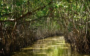 Mangrove vulnerability to sea level rise depends on both resilience and resistance. © Satdeep Gill