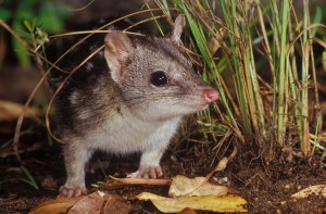 Northern Quoll (D. Hallucatus) ©Jiri Lochman