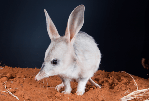 The greater bilby (M.Lagotis). ©Save the Bilby Fund