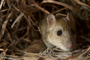 Pale Field Rat (R. Tunneyi). ©Steve Murphy